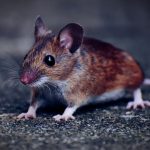 Какая мышь считается уникальной: вы о такой даже не слышали 13