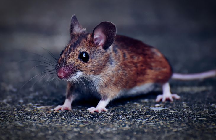 Какая мышь считается уникальной: вы о такой даже не слышали 1