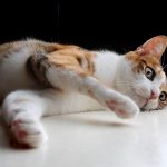 Почему кошка любит лежать возле порога: вы удивитесь, узнав настоящие причины 13