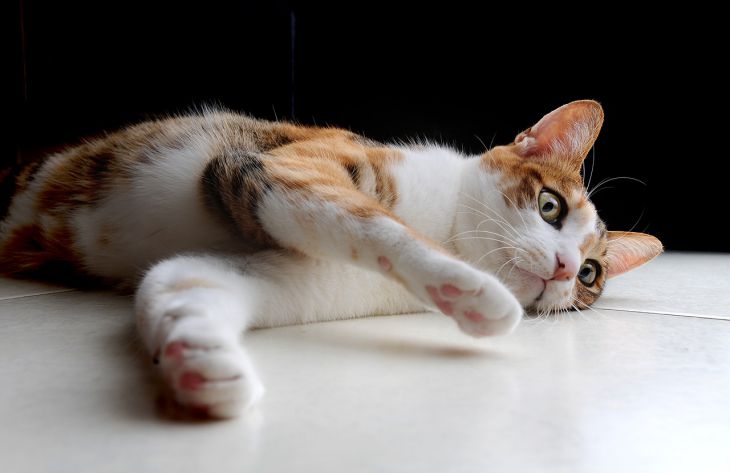 Почему кошка любит лежать возле порога: вы удивитесь, узнав настоящие причины 1