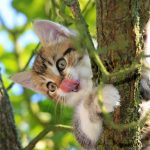 Почему кошки любят взбираться на верхушку деревьев и не могут слезть: ответ удивит многих 13