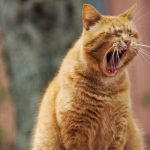 Почему приревновала кошка: названы любопытные причины 14