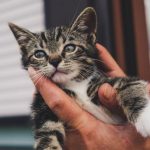 Почему у кошки горячие уши: говорит ли это о проблемах со здоровьем 41