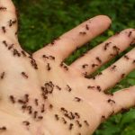 Доказано: муравьи способны обнаруживать раковые клетки по запаху 15
