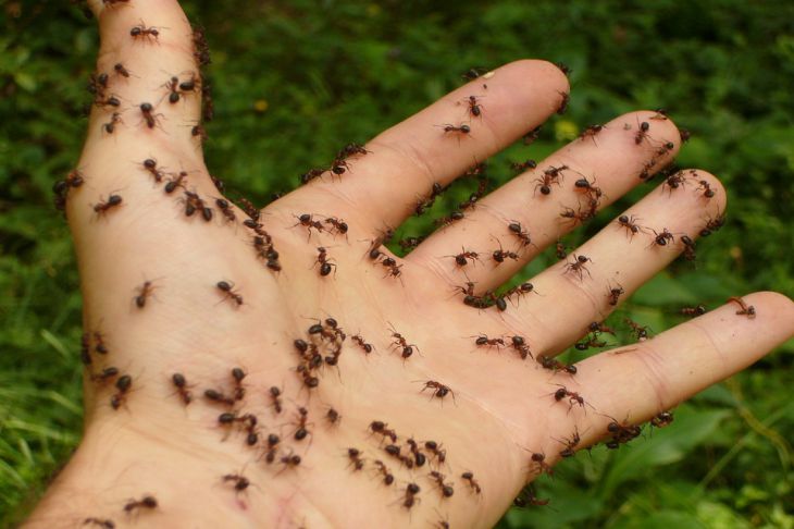 Доказано: муравьи способны обнаруживать раковые клетки по запаху 1