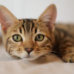 Почему кошка начинает шуметь именно ночью: эксперты назвали неожиданные причины 14