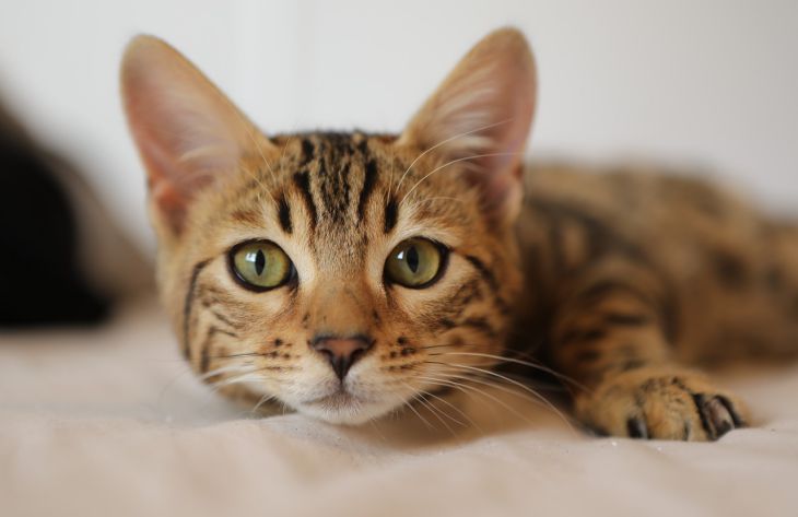 Почему кошка начинает шуметь именно ночью: эксперты назвали неожиданные причины 1