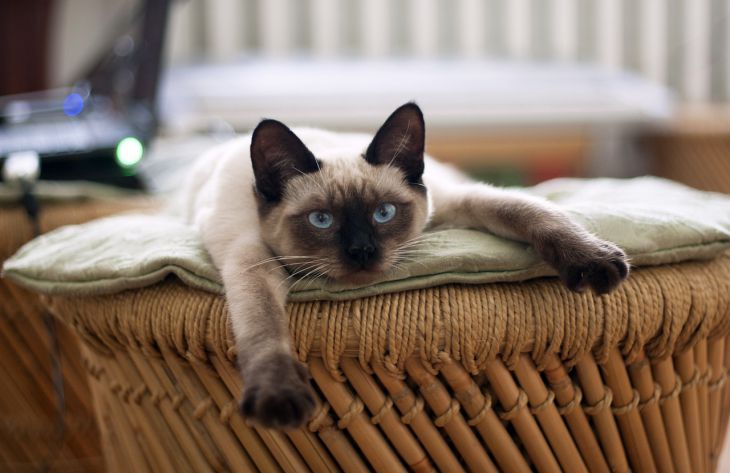 Действительно ли сиамские кошки умеют менять цвет шерсти или это миф: мнение экспертов удивит любого 1