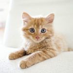 Как понять, чего хочет кошка: эксперты "перевели" на человеческий язык 3 важных сигнала 15