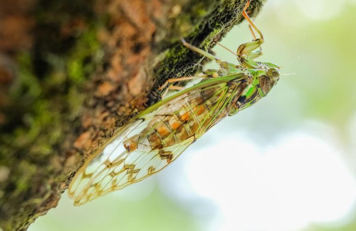 Какие насекомые живут дольше всех: об этом мало кто знает 1