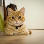 Кошка будит владельца по ночам: эксперты рассказали, как отучить любимицу от этой привычки 15