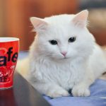Почему кошки любят пить воду из хозяйской чашки: эксперты нашли любопытное объяснение 14