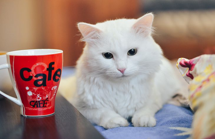 Почему кошки любят пить воду из хозяйской чашки: эксперты нашли любопытное объяснение 1