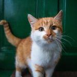 Все ли кошки любят своих владельцев или есть исключения: мнение экспертов 14