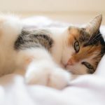 По каким причинам кошка решает спать со своим владельцем: не все об этом знают 17