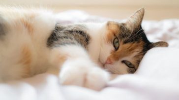 По каким причинам кошка решает спать со своим владельцем: не все об этом знают 12