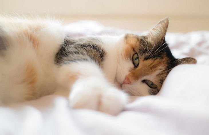 По каким причинам кошка решает спать со своим владельцем: не все об этом знают 1