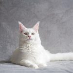 Почему милая кошка становится злой и агрессивной: эксперты назвали 2 возможные причины 14