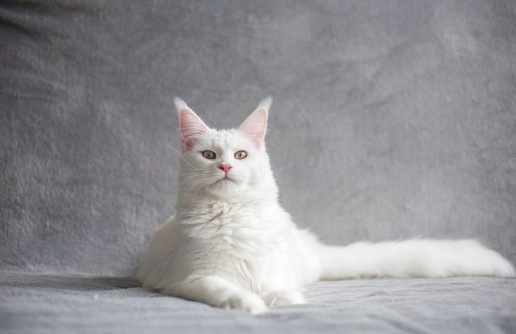 Почему милая кошка становится злой и агрессивной: эксперты назвали 2 возможные причины 1