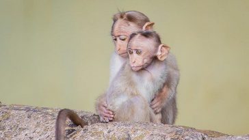 ВОЗ бьет тревогу: уже 80 подтвержденных случаев заражения оспой обезьян 16