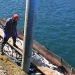 Россия лишит Японию права на вылов рыбы у Курильских островов: названа причина решения 14