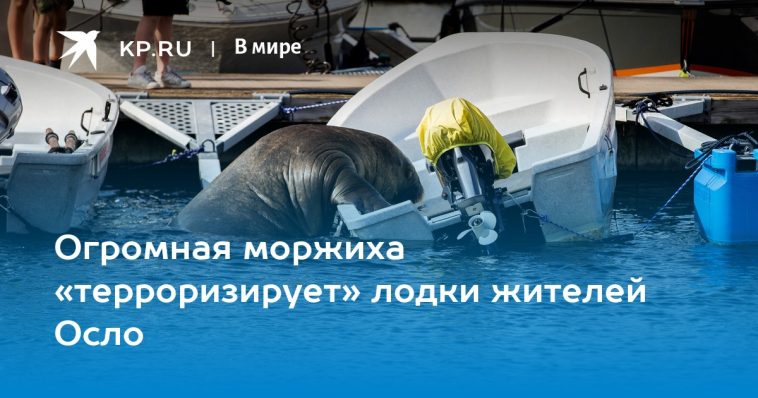 Огромная моржиха «терроризирует» лодки жителей Осло 1