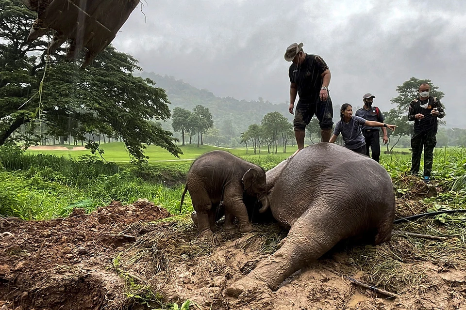 В Таиланде в Национальном парке Кхао Яй спасали слониху со слоненком.