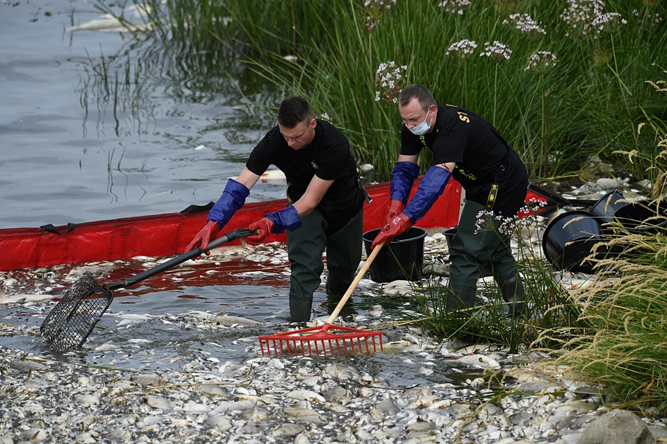 С конца июля на Одере — пограничной реке между Германией и Польшей — отмечена массовая гибель рыбы