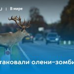 США атаковали олени-зомби 15