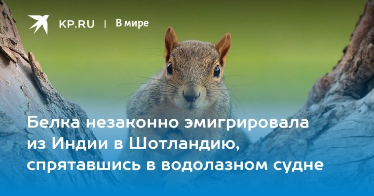 Белка незаконно эмигрировала из Индии в Шотландию, спрятавшись в водолазном судне 1