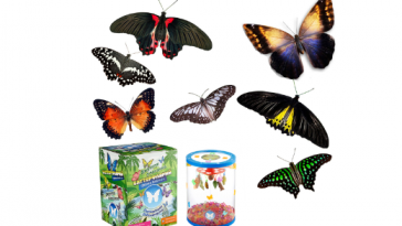 Как содержать тропических бабочек 9