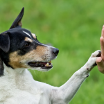 Магия взаимодействия: Дрессировка собак 15