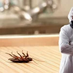 Тараканы: скрытая угроза, которая требует решительных действий 14