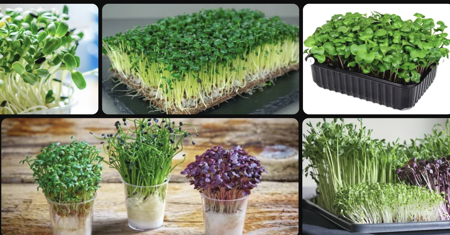 микрозелень