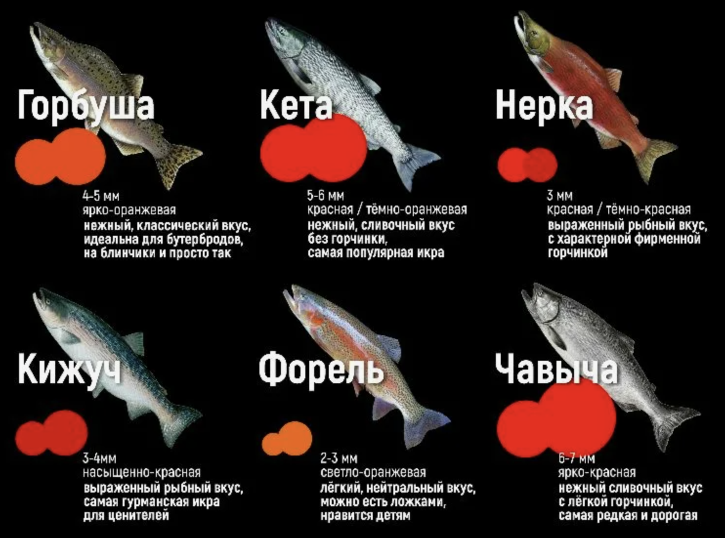 Красная икра: виды, рыбы-источники и как отличить качество 1